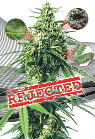 Cannabis Recalls in Canada
